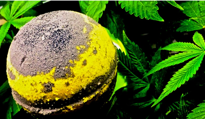Выражают ли ванные бомбы CBD
